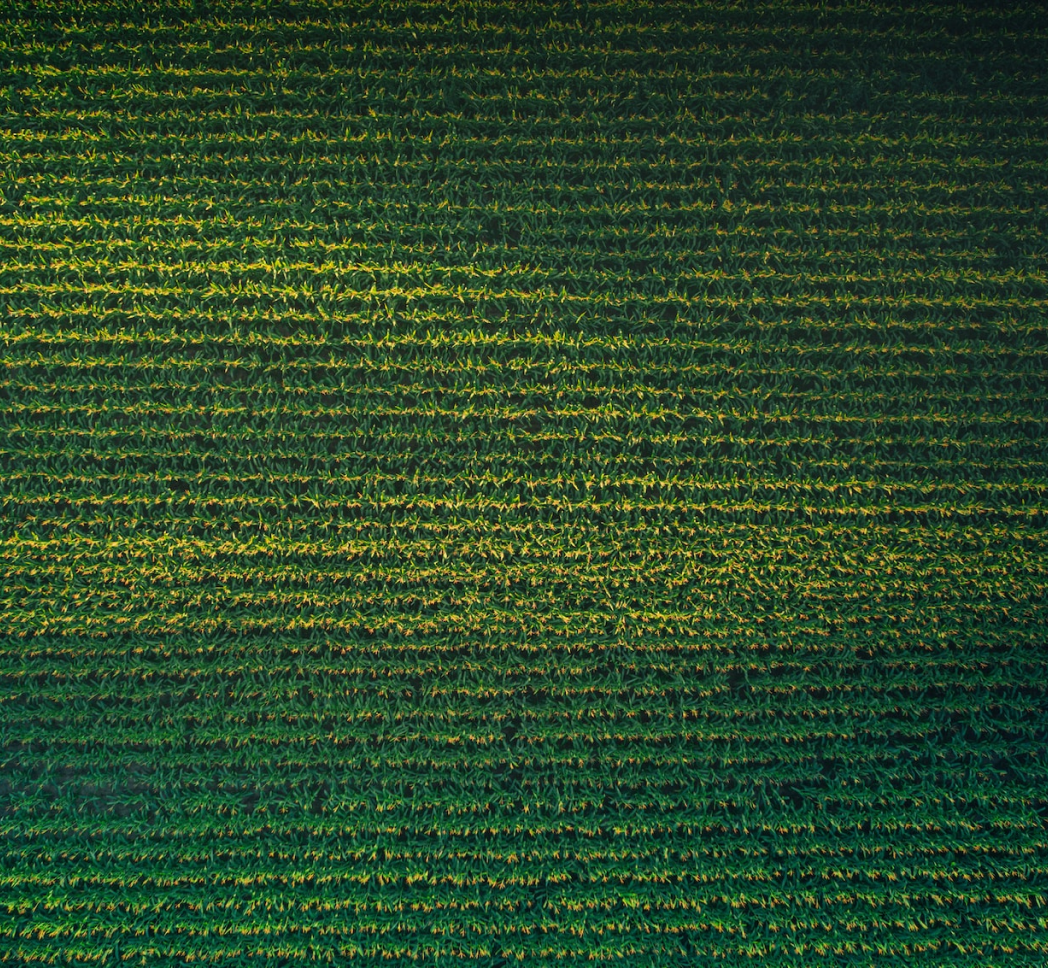 a field with row of crops